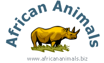 African Animals (T) Ltd